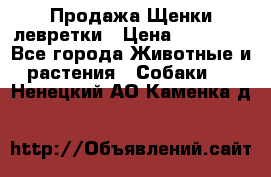 Продажа Щенки левретки › Цена ­ 40 000 - Все города Животные и растения » Собаки   . Ненецкий АО,Каменка д.